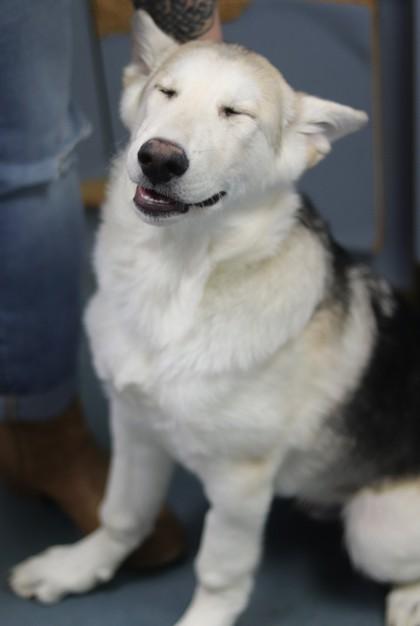Enlarge Apollo, a Adoptable mixed breed in Walla Walla, WA image 3/3