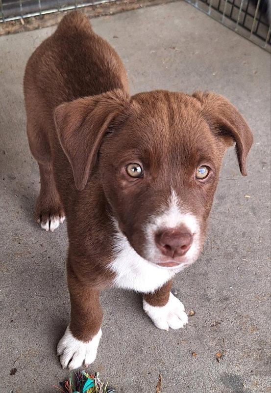 Kramer, Adoptable, Puppy Male Labrador Retriever.