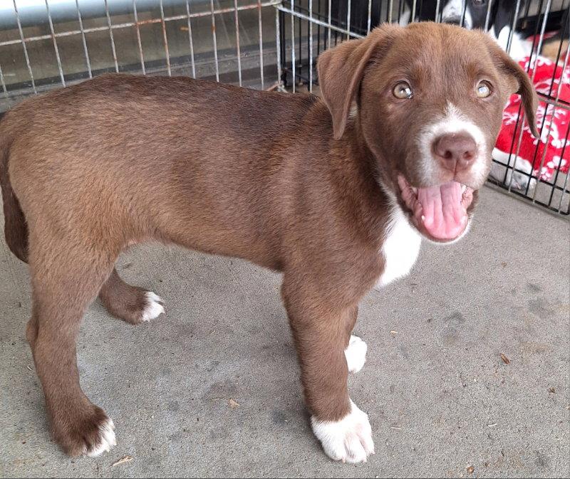 Kramer, a Adoptable Labrador Retriever in House Springs, MO image 2/2