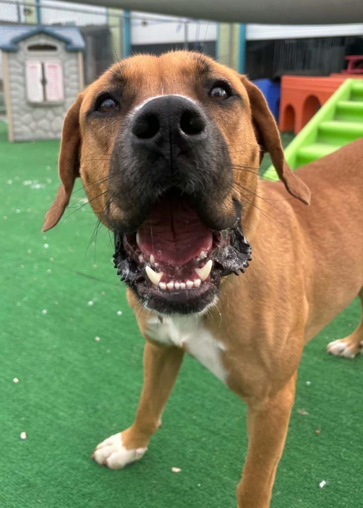 Enlarge Baymax, a Adoptable mixed breed in Warren, MI image 1/3