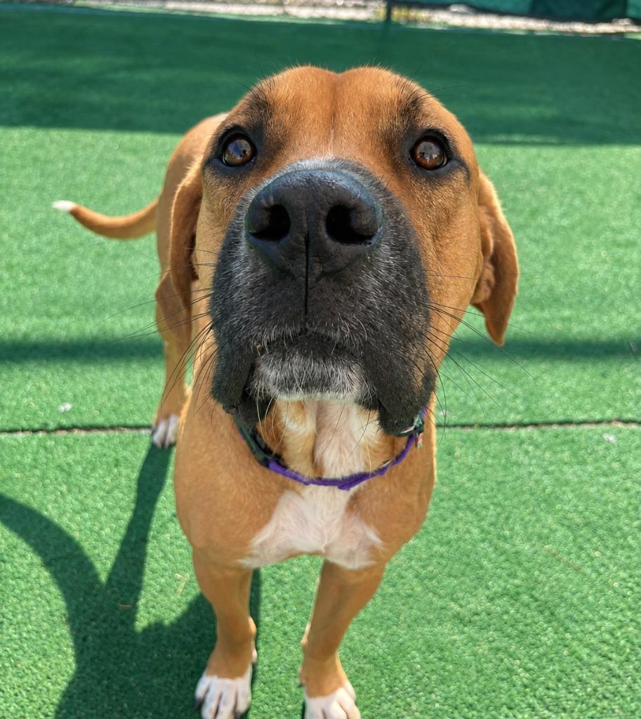 Enlarge Baymax, a Adoptable mixed breed in Warren, MI image 2/3