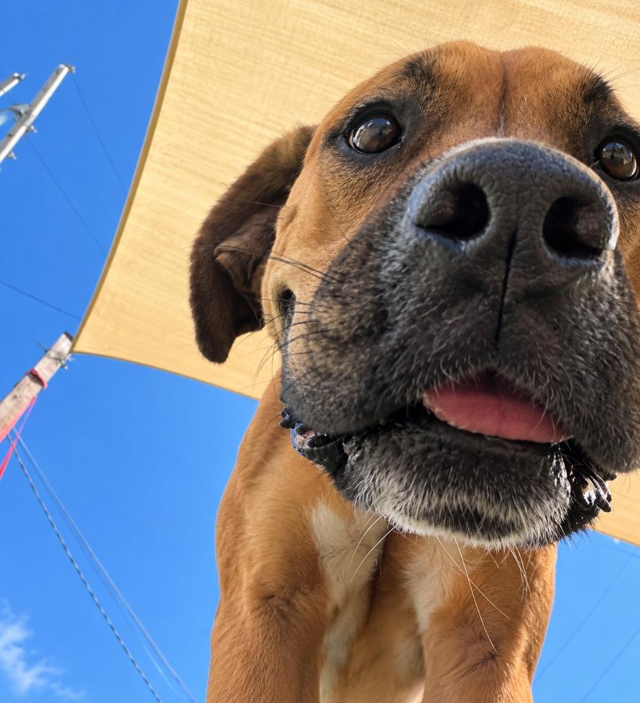 Enlarge Baymax, a Adoptable mixed breed in Warren, MI image 3/3