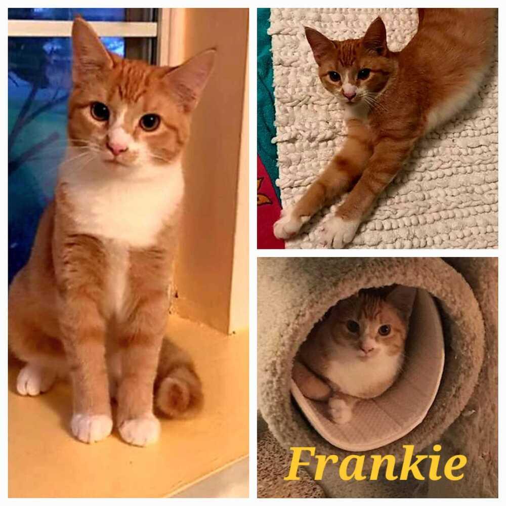 Frankie, Adoptable, Adult Male Domestic Short Hair & Domestic Short Hair.