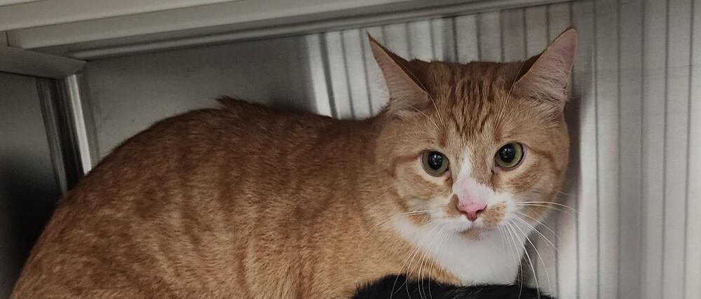 Enlarge Frankie, a Adoptable mixed breed in Bowie, MD image 3/3