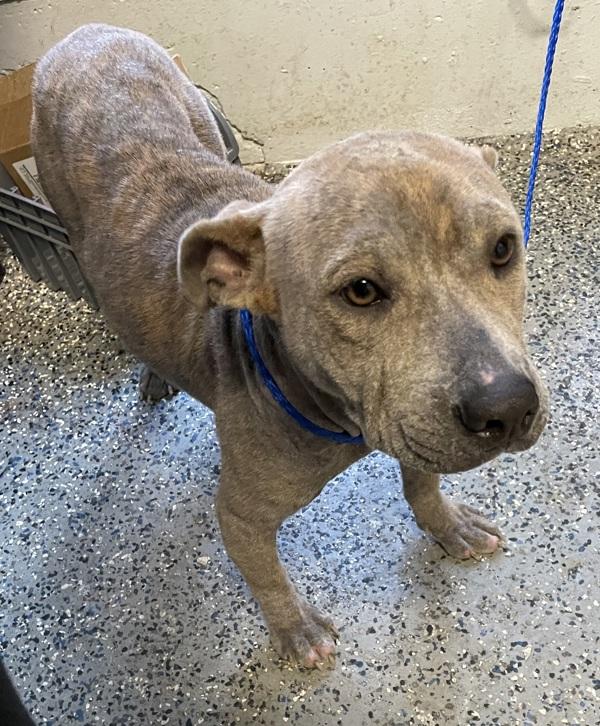 Dahlia, Adoptable, Young Female Pit Bull Terrier.