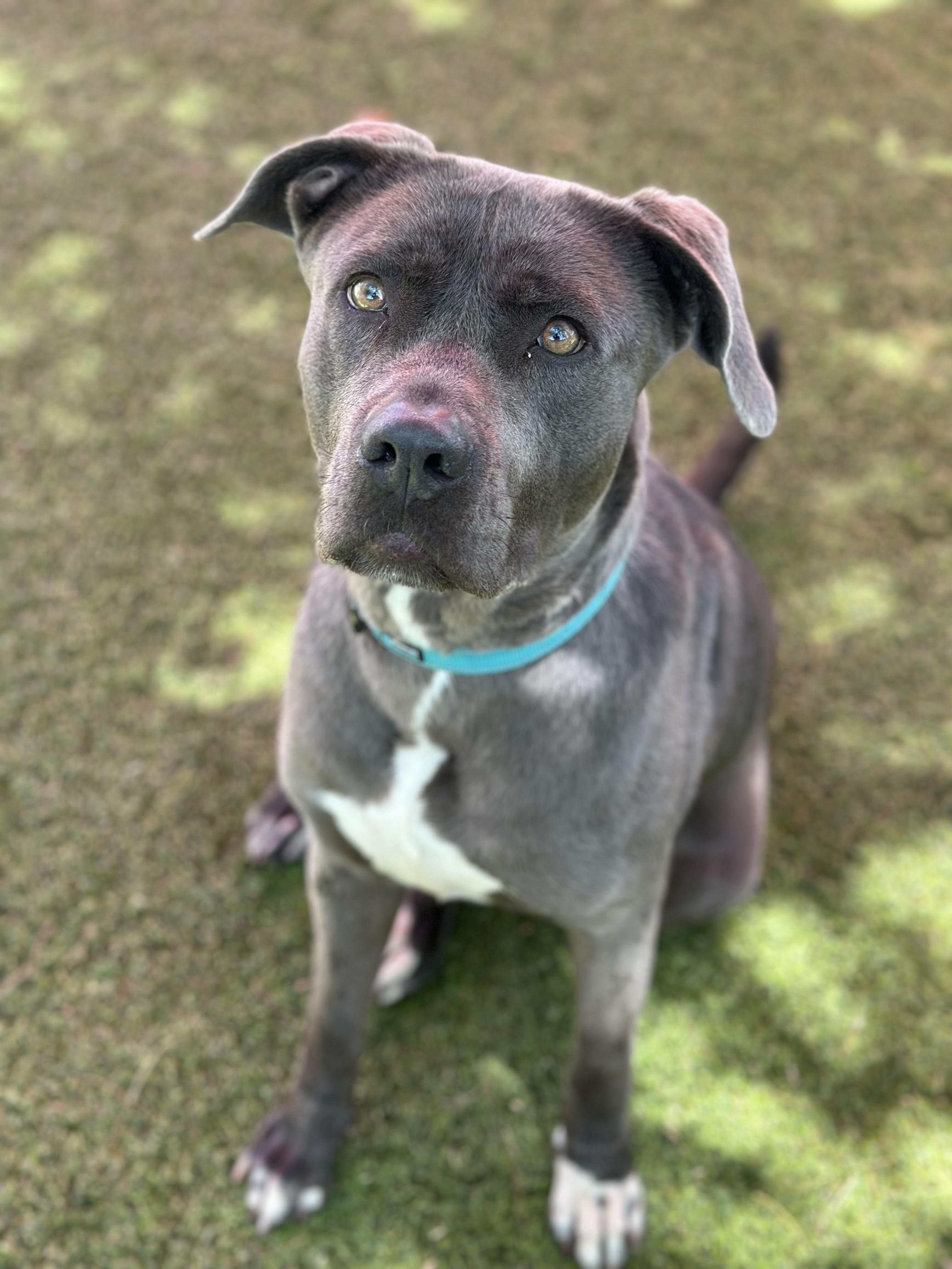 Minka, Adoptable, Adult Female American Staffordshire Terrier.