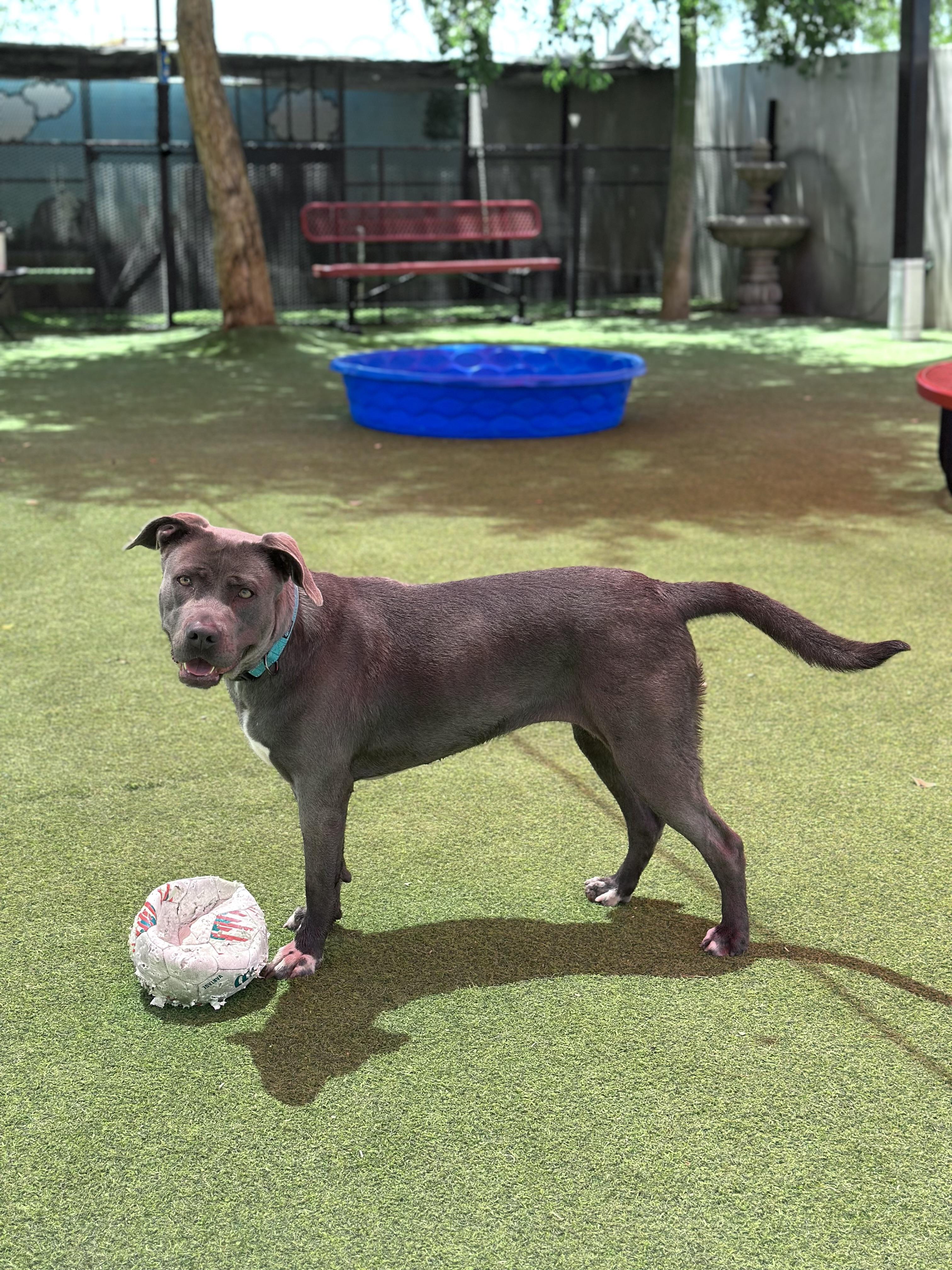 Minka, Adoptable, Adult Female American Staffordshire Terrier.