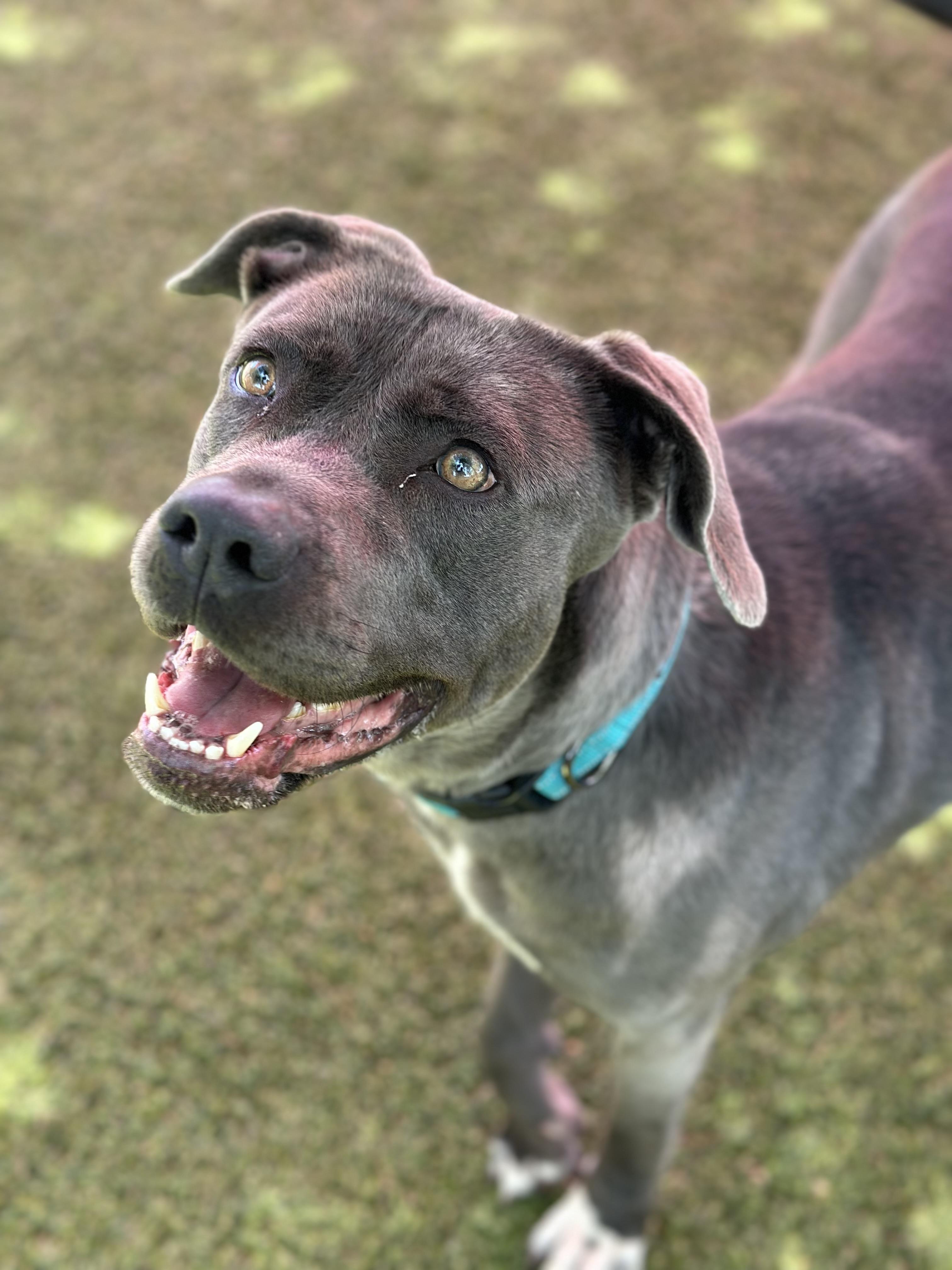 Enlarge Minka, a Adoptable mixed breed image 3/3