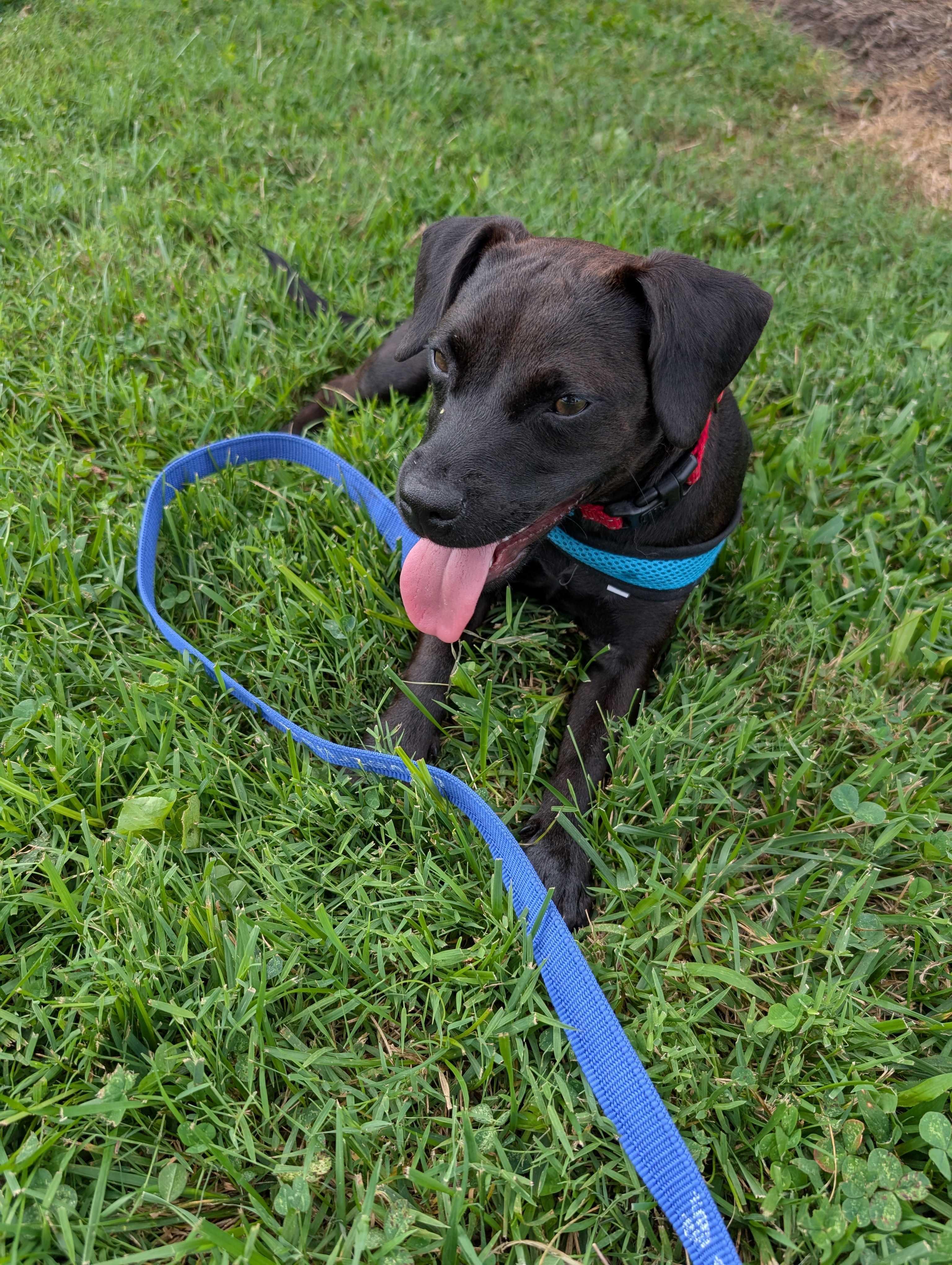 Enlarge Crochet, an adopted mixed breed in Maidens, VA image 1/1