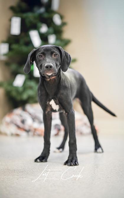 Enlarge Gumdrop, a Adoptable mixed breed in Kalispell, MT image 1/3