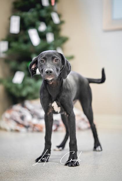Enlarge Gumdrop, a Adoptable mixed breed in Kalispell, MT image 2/3