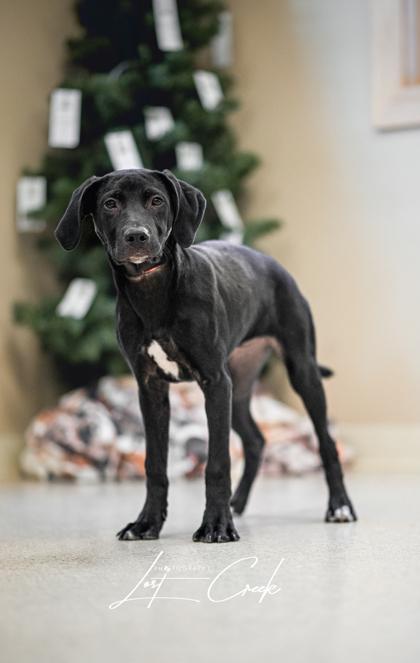 Enlarge Gumdrop, a Adoptable mixed breed in Kalispell, MT image 3/3