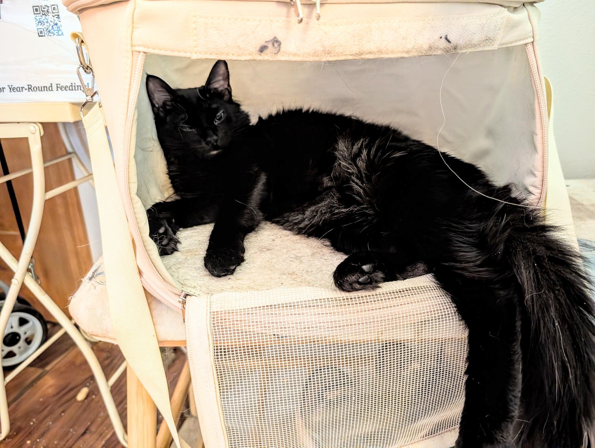 Stella (bonded to Petra) - ssb, a Adoptable Domestic Medium Hair in Burlington, WA image 2/4