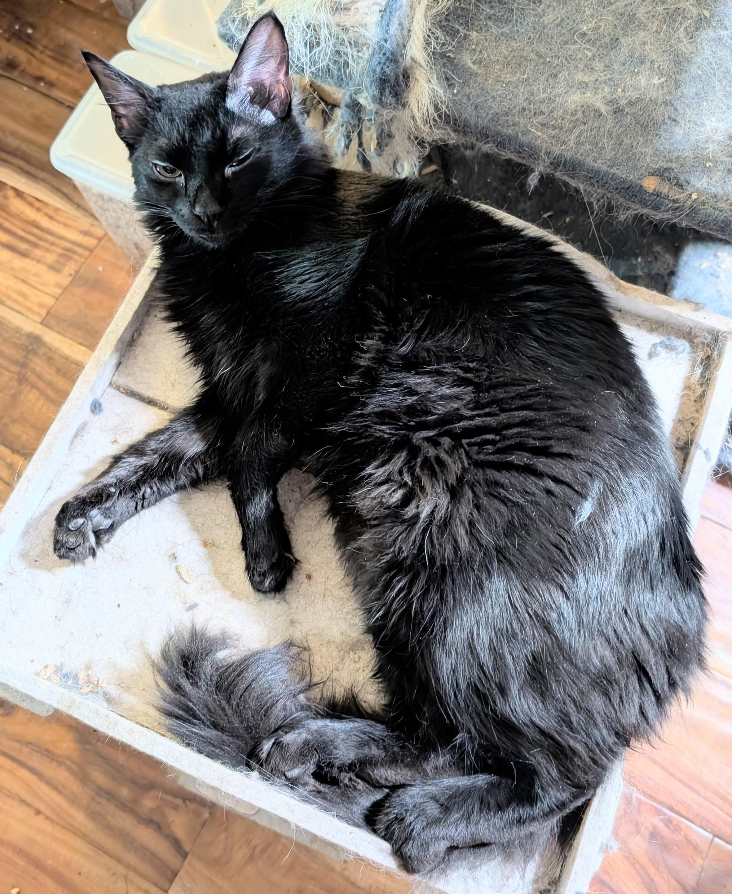 Stella (bonded to Petra) - ssb, a Adoptable Domestic Medium Hair in Burlington, WA image 4/4