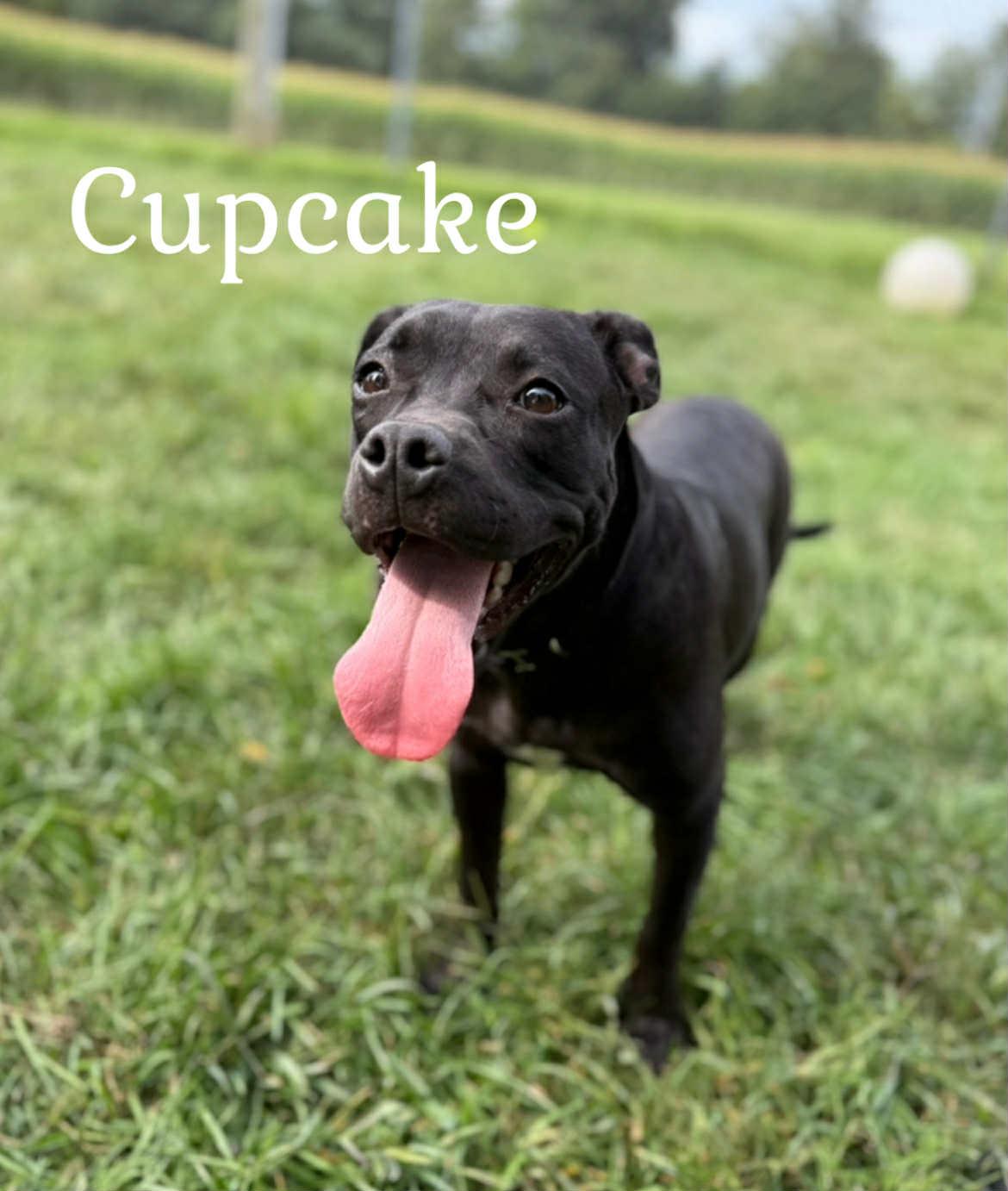 Cupcake