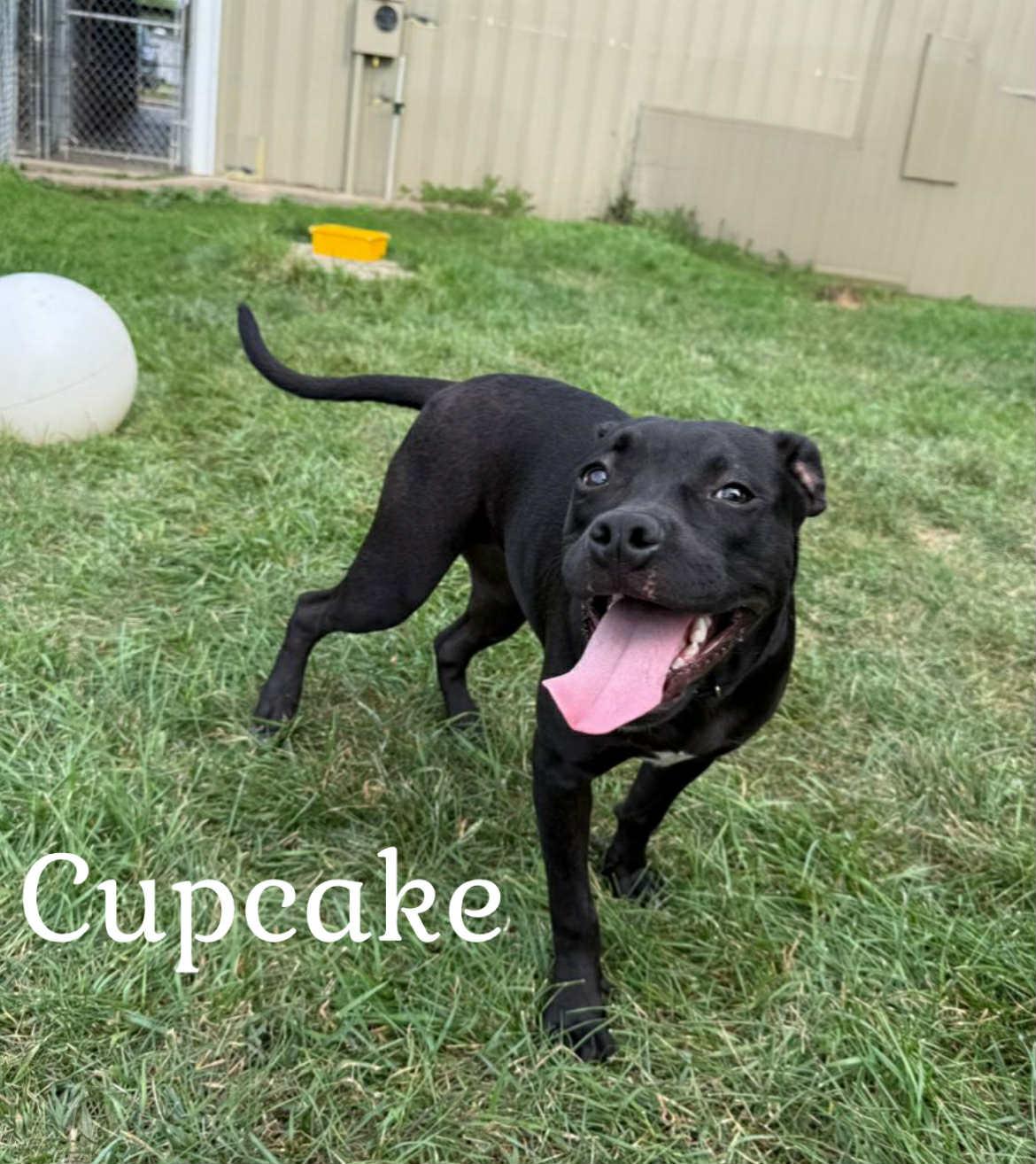 Cupcake