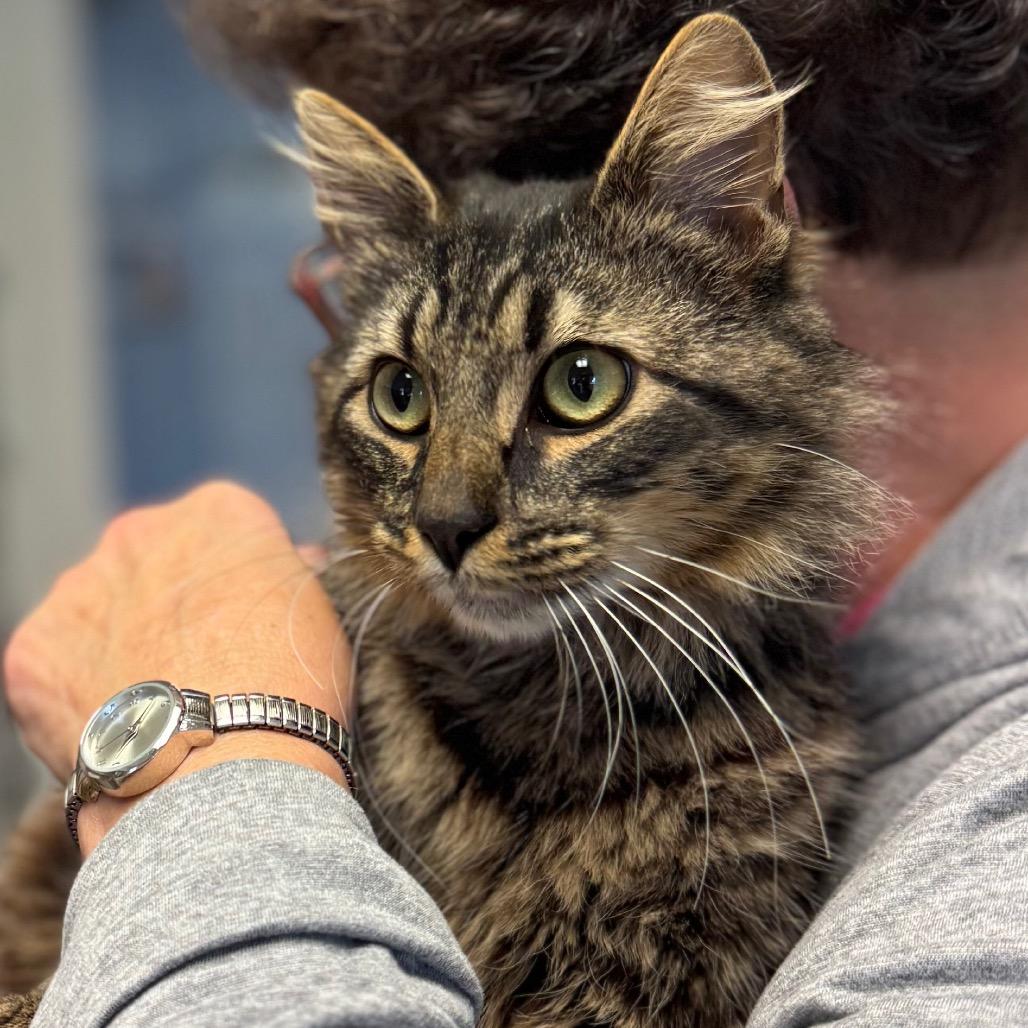 Raymond, Adoptable, Young Male Domestic Medium Hair.