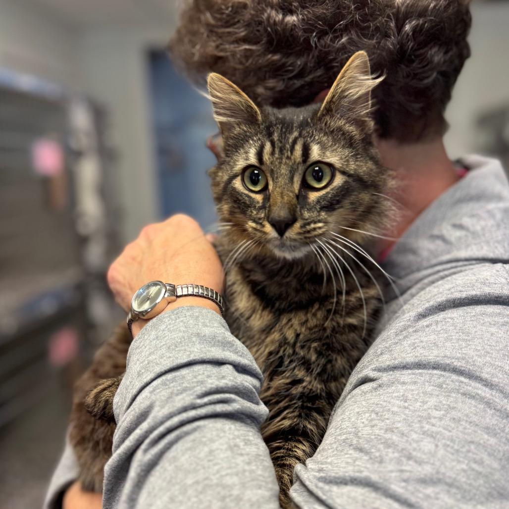 Enlarge Raymond, a Adoptable Domestic Medium Hair in Hendersonville, NC image 2/5