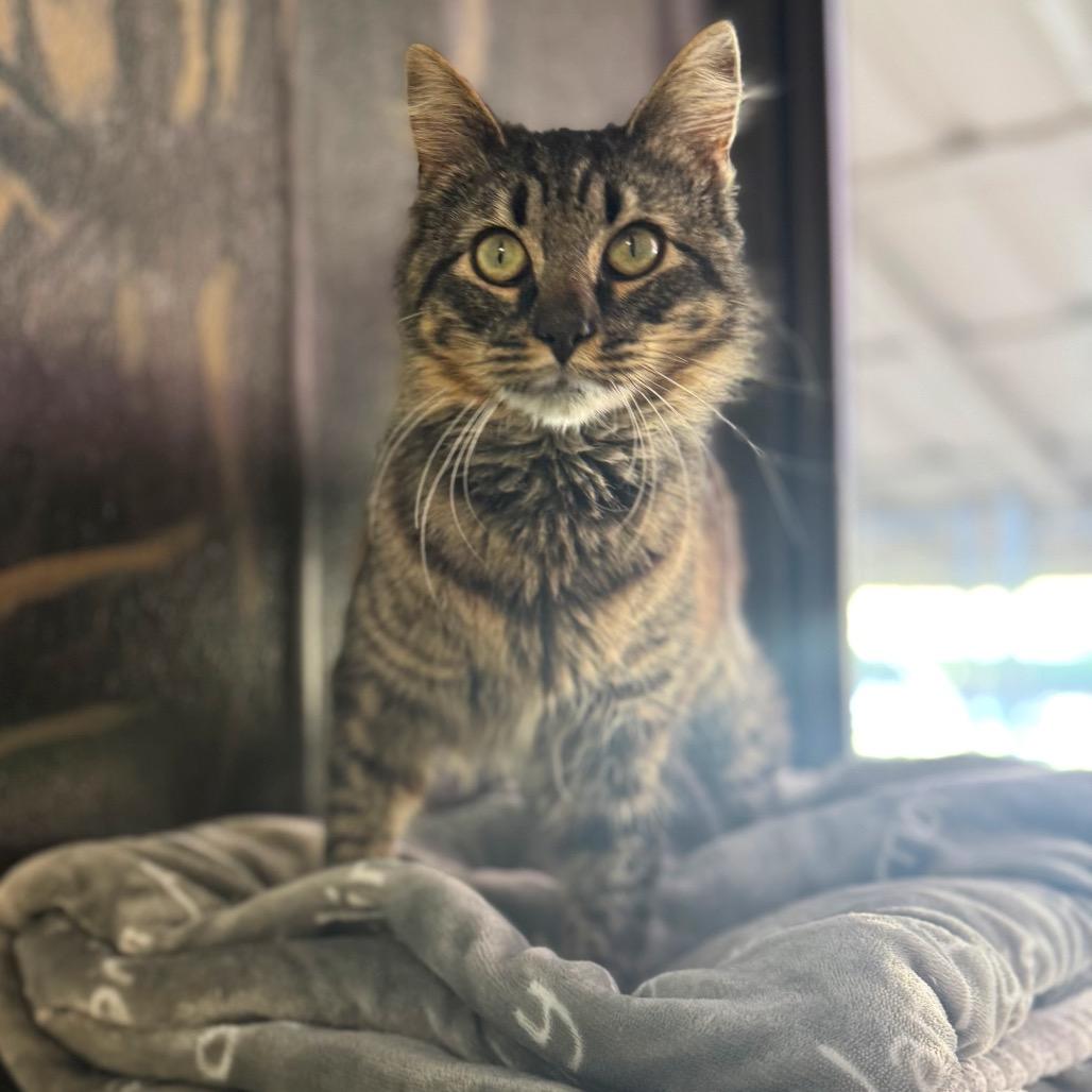 Enlarge Raymond, a Adoptable Domestic Medium Hair in Hendersonville, NC image 3/5