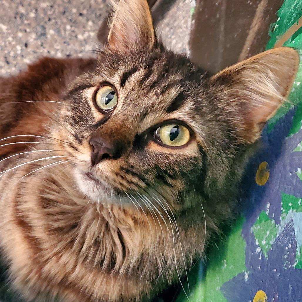 Enlarge Raymond, a Adoptable Domestic Medium Hair in Hendersonville, NC image 4/5