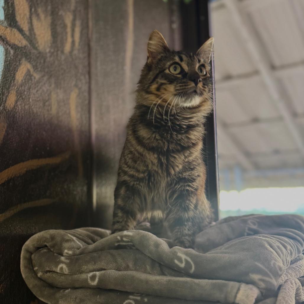 Enlarge Raymond, a Adoptable Domestic Medium Hair in Hendersonville, NC image 5/5