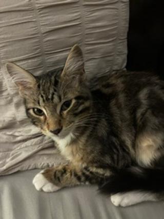 Michael, Adoptable, Kitten Male Domestic Medium Hair & Domestic Short Hair.
