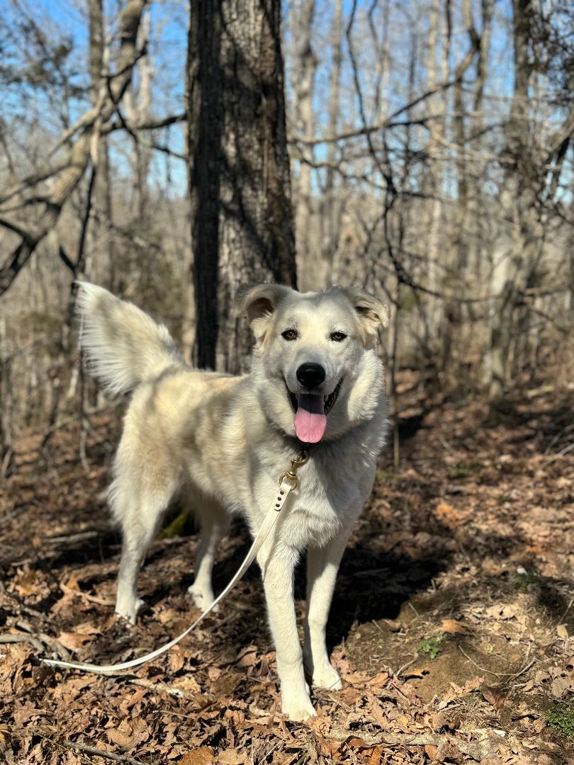 Enlarge Zeus - Transport, a Adoptable mixed breed in Washington, PA image 6/6