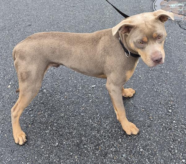 Enlarge Pen 188 Frederick, a Adoptable mixed breed in Lawrenceville, GA image 1/1