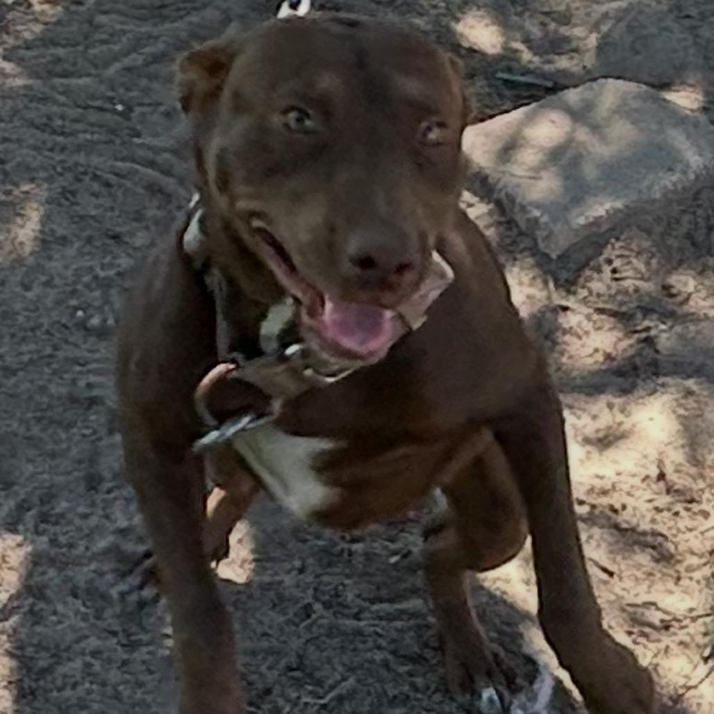 Ginger, Adoptable, Adult Female Bull Terrier.