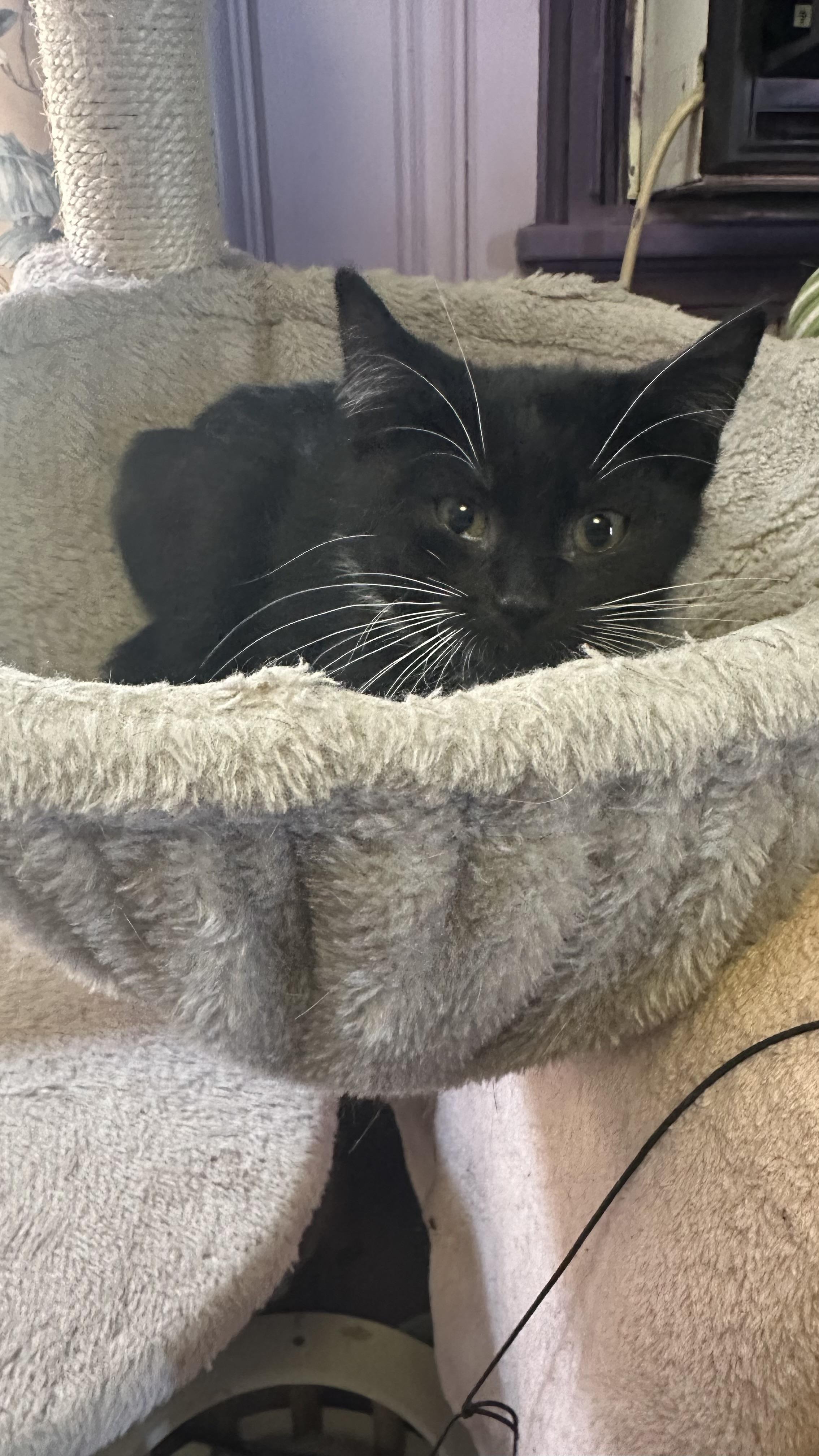 Tempest, a ADOPTABLE American Shorthair in West Pittston, PA image 1/4