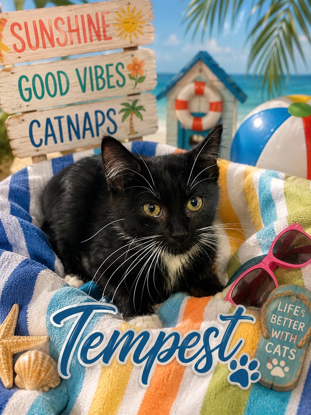 Tempest, ADOPTABLE, Kitten Male American Shorthair.