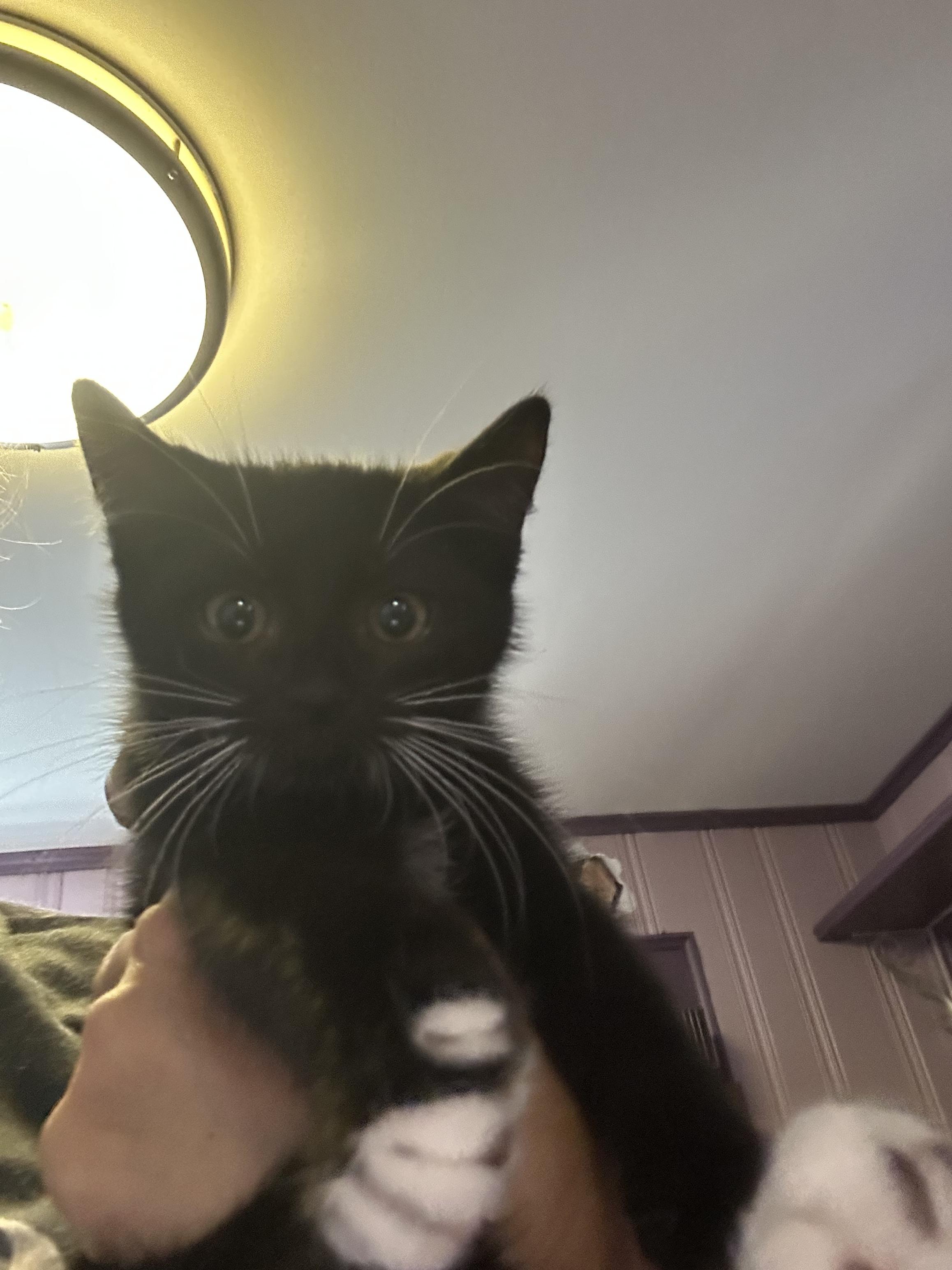 Tempest, a ADOPTABLE American Shorthair in West Pittston, PA image 2/4