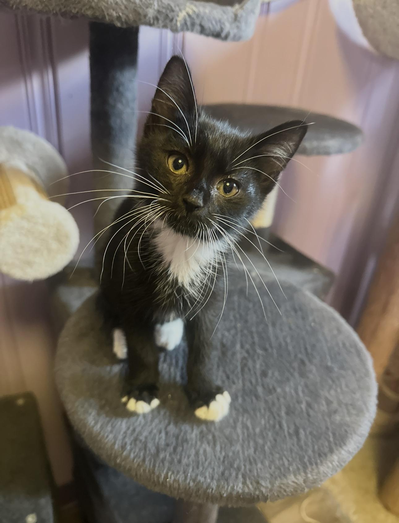 Tempest, a ADOPTABLE American Shorthair in West Pittston, PA image 3/4