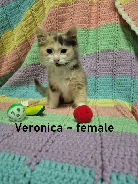 Veronica, Adopted, Kitten Female Domestic Short Hair.