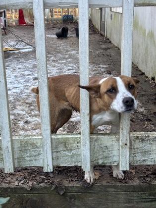 Enlarge 26-64 Dusty, a Adoptable mixed breed in Barnesville, GA image 2/2