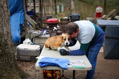 Enlarge 26-64 Dusty, a Adoptable mixed breed in Barnesville, GA image 2/2