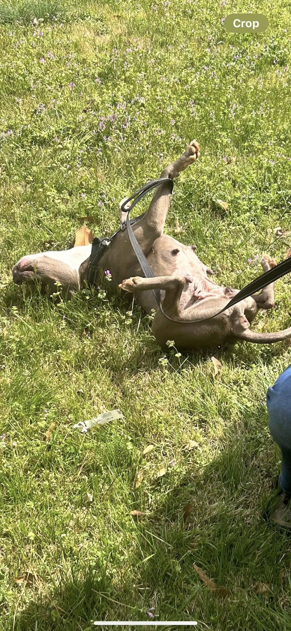 Enlarge Adele, a Adopted Pit Bull Terrier in Huntsville, AL image 4/6