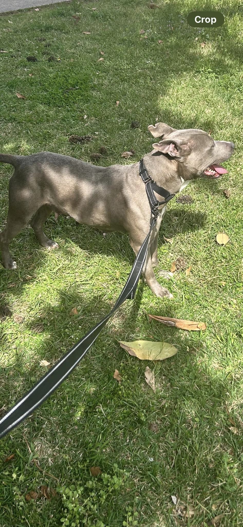 Enlarge Adele, a Adopted Pit Bull Terrier in Huntsville, AL image 3/6