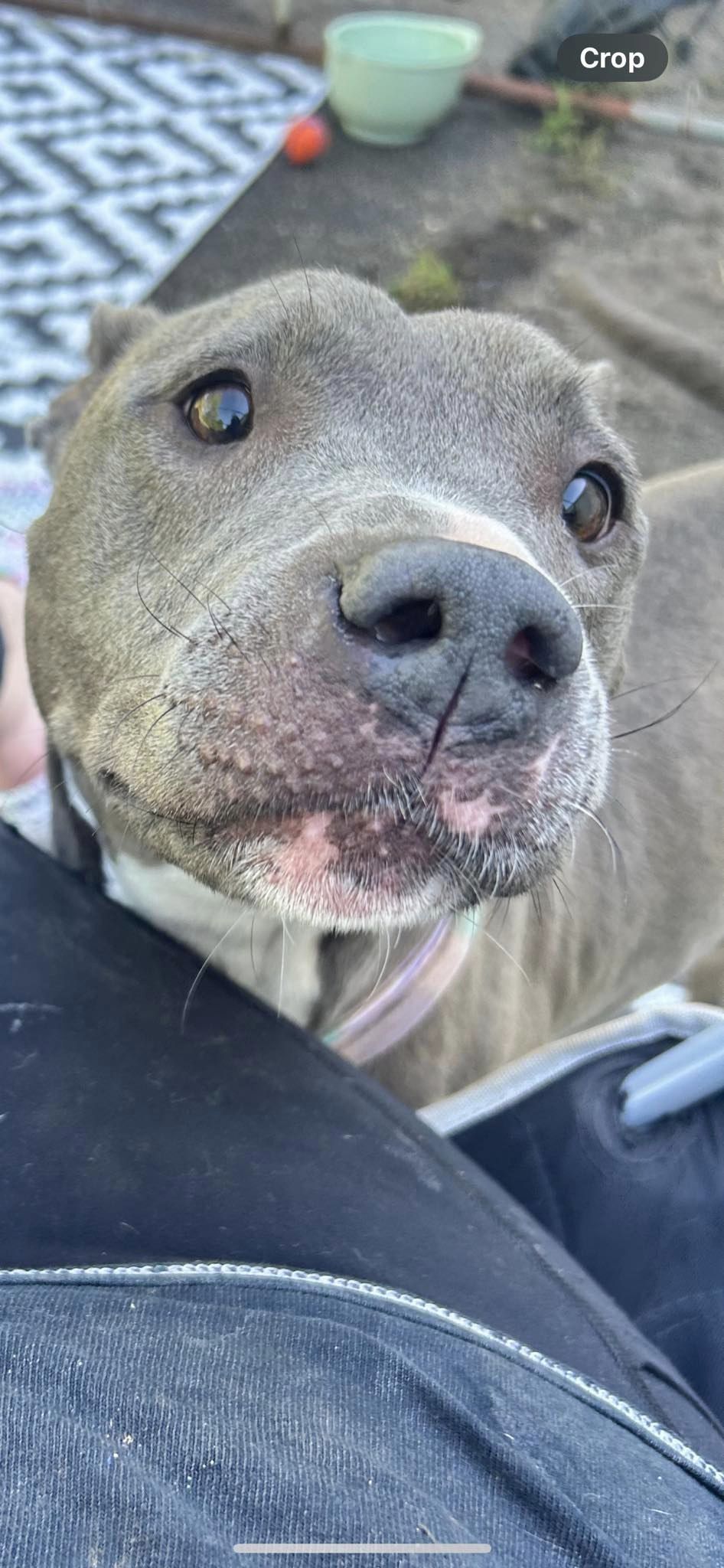 Enlarge Adele, a Adopted Pit Bull Terrier in Huntsville, AL image 5/6