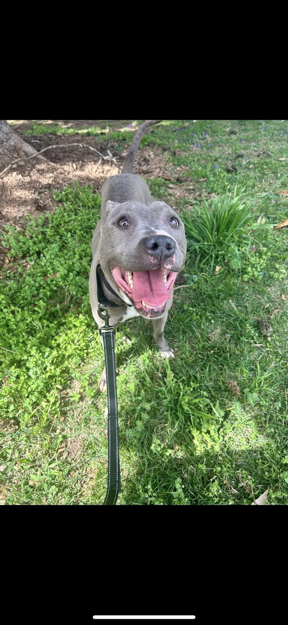 Adele, Adopted, Adult Female Pit Bull Terrier.