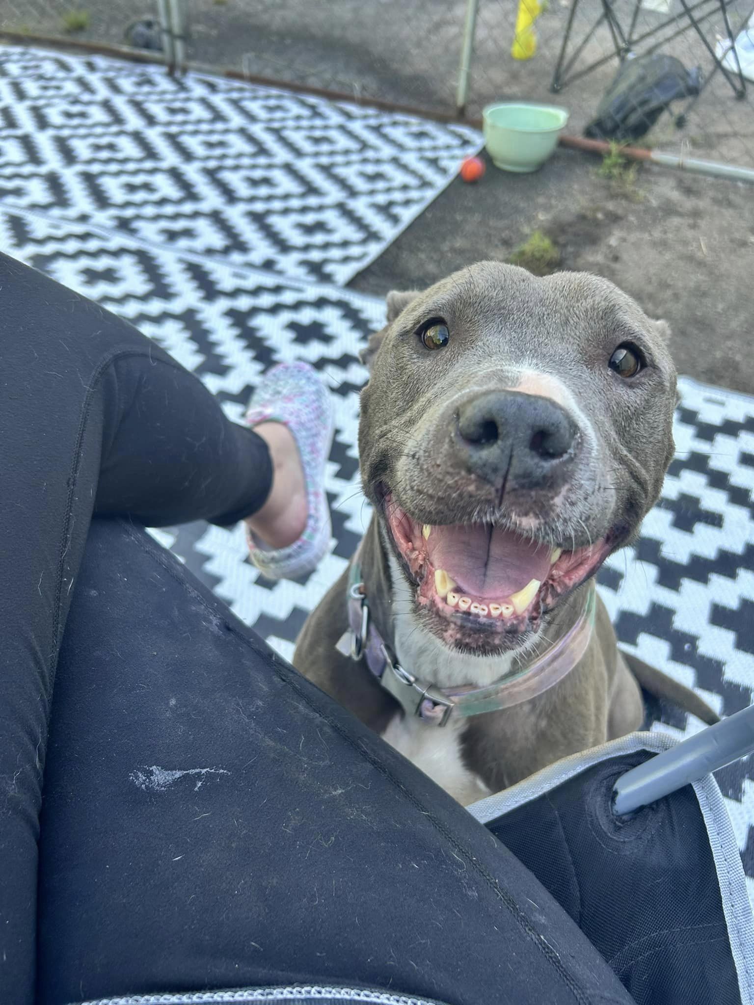 Enlarge Adele, a Adopted Pit Bull Terrier in Huntsville, AL image 2/6