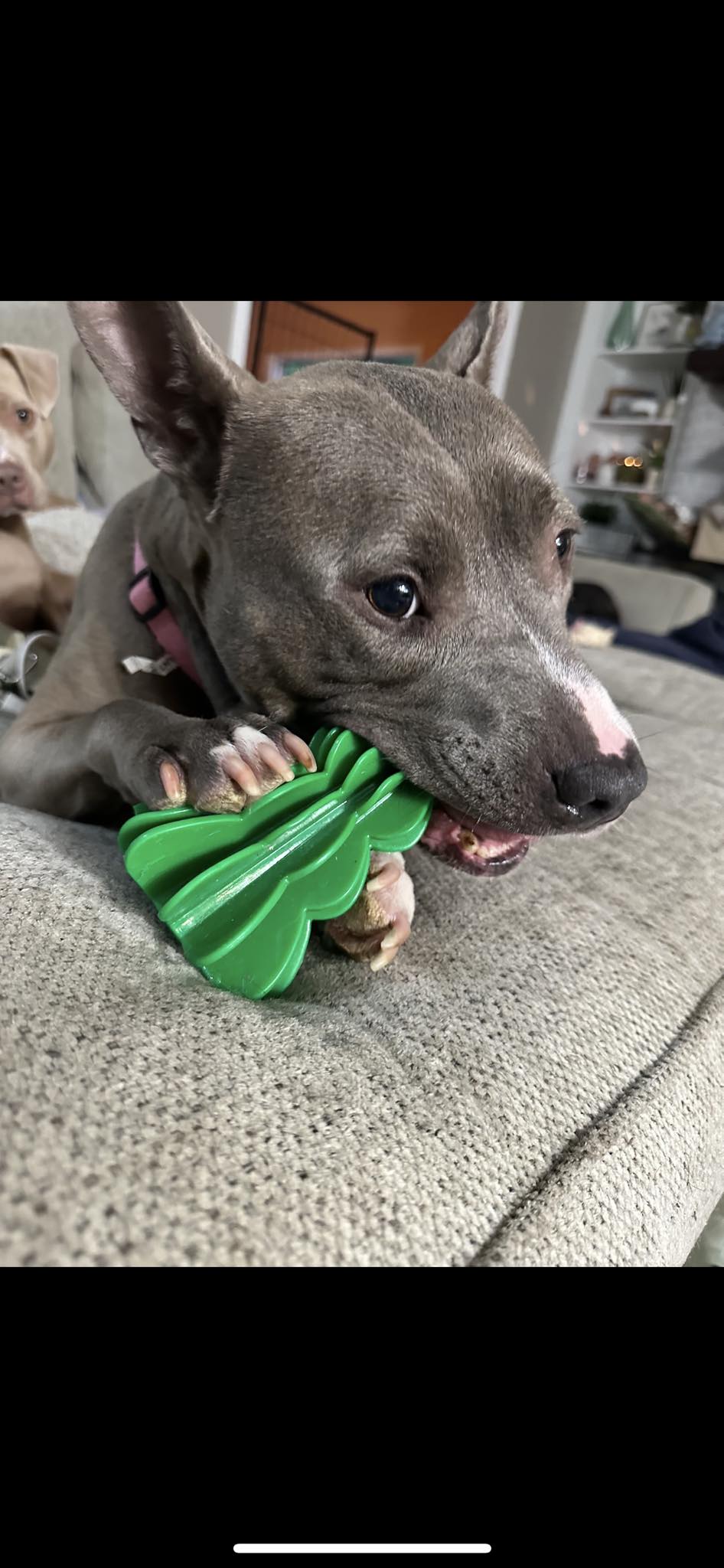 Enlarge Adele, a Adopted Pit Bull Terrier in Huntsville, AL image 6/6