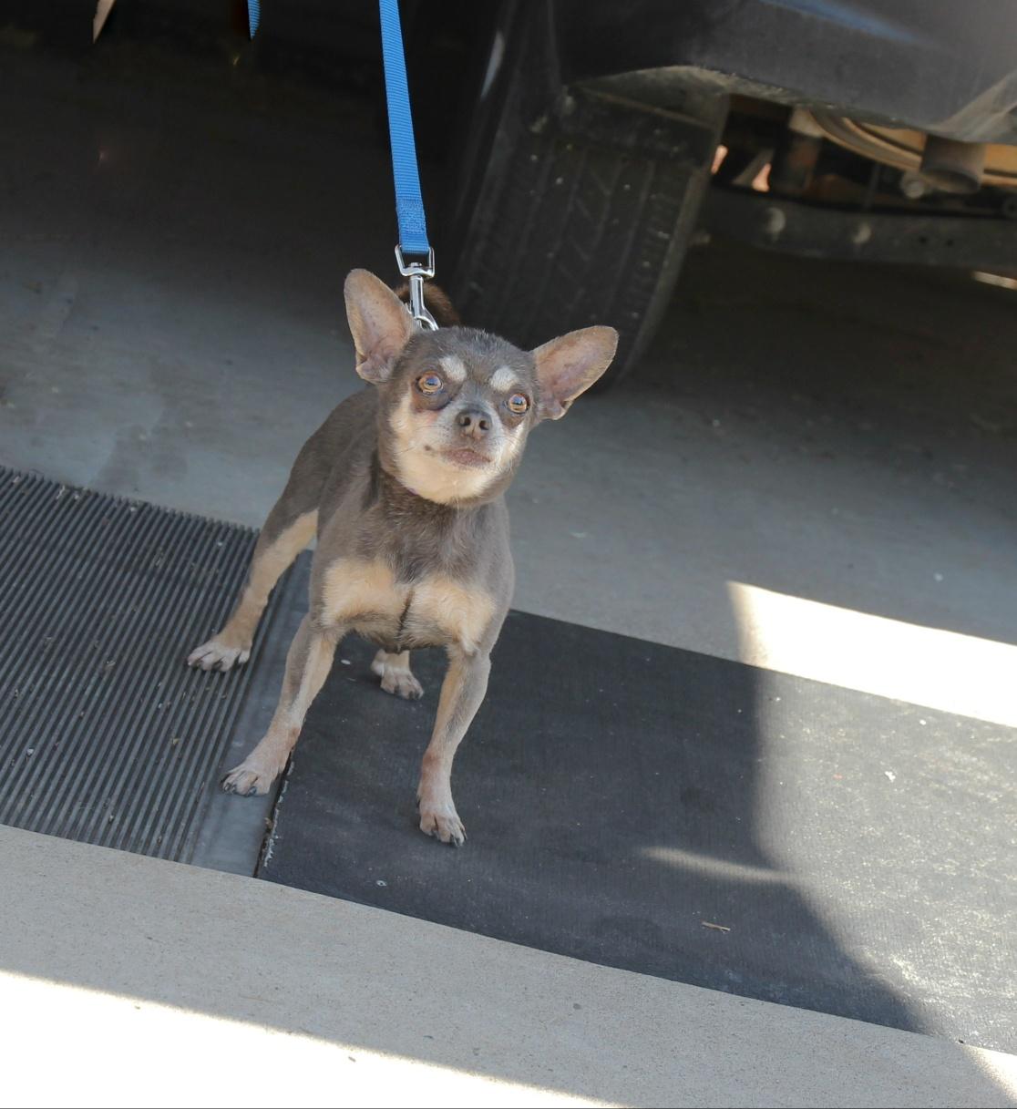 Lil Bit, Adopted, Senior Female Chihuahua.