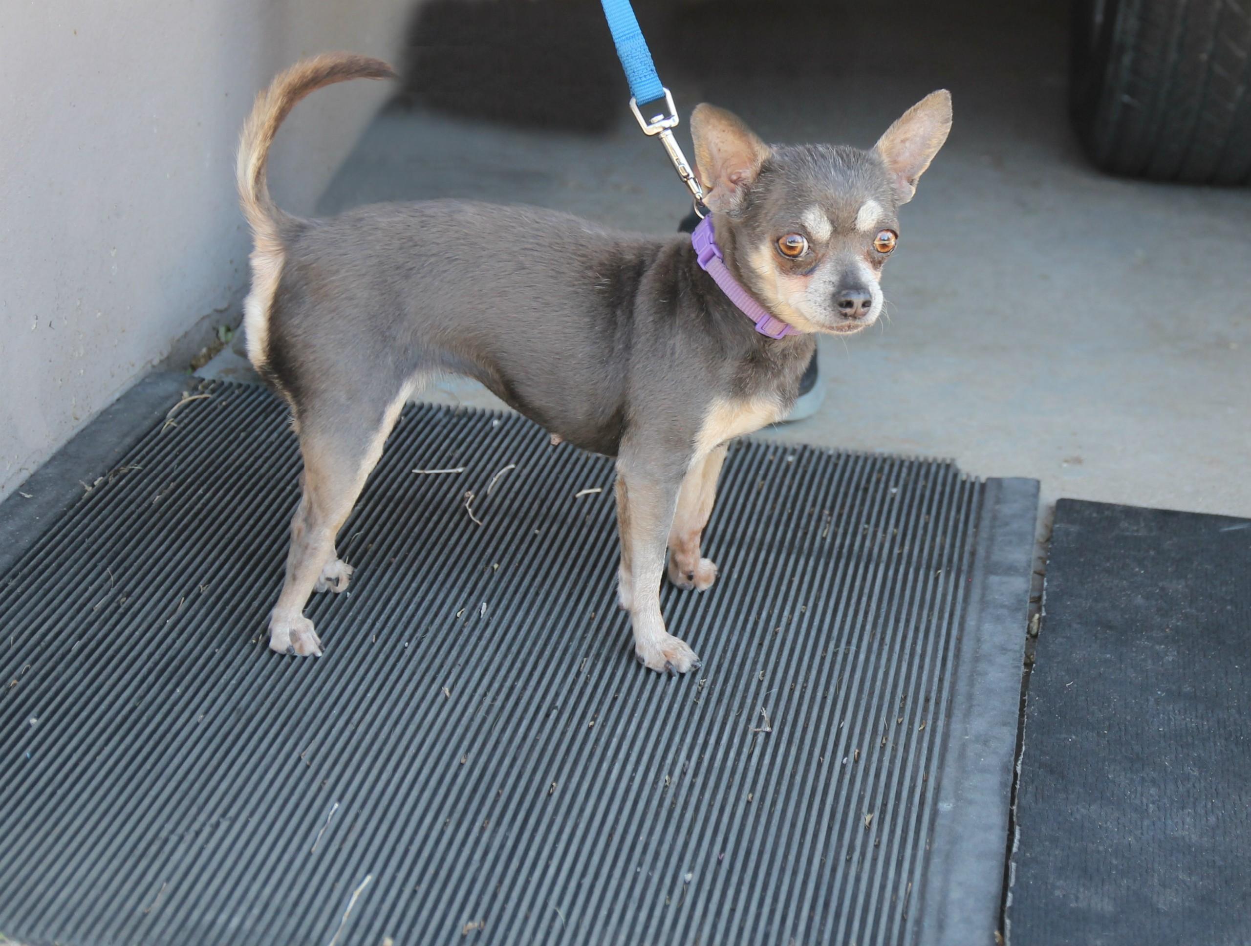 Enlarge Lil Bit, a Adopted Chihuahua in Harrisville, UT image 2/2