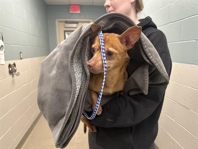 ELTON, Adoptable, Adult Male Chihuahua & Mixed Breed.