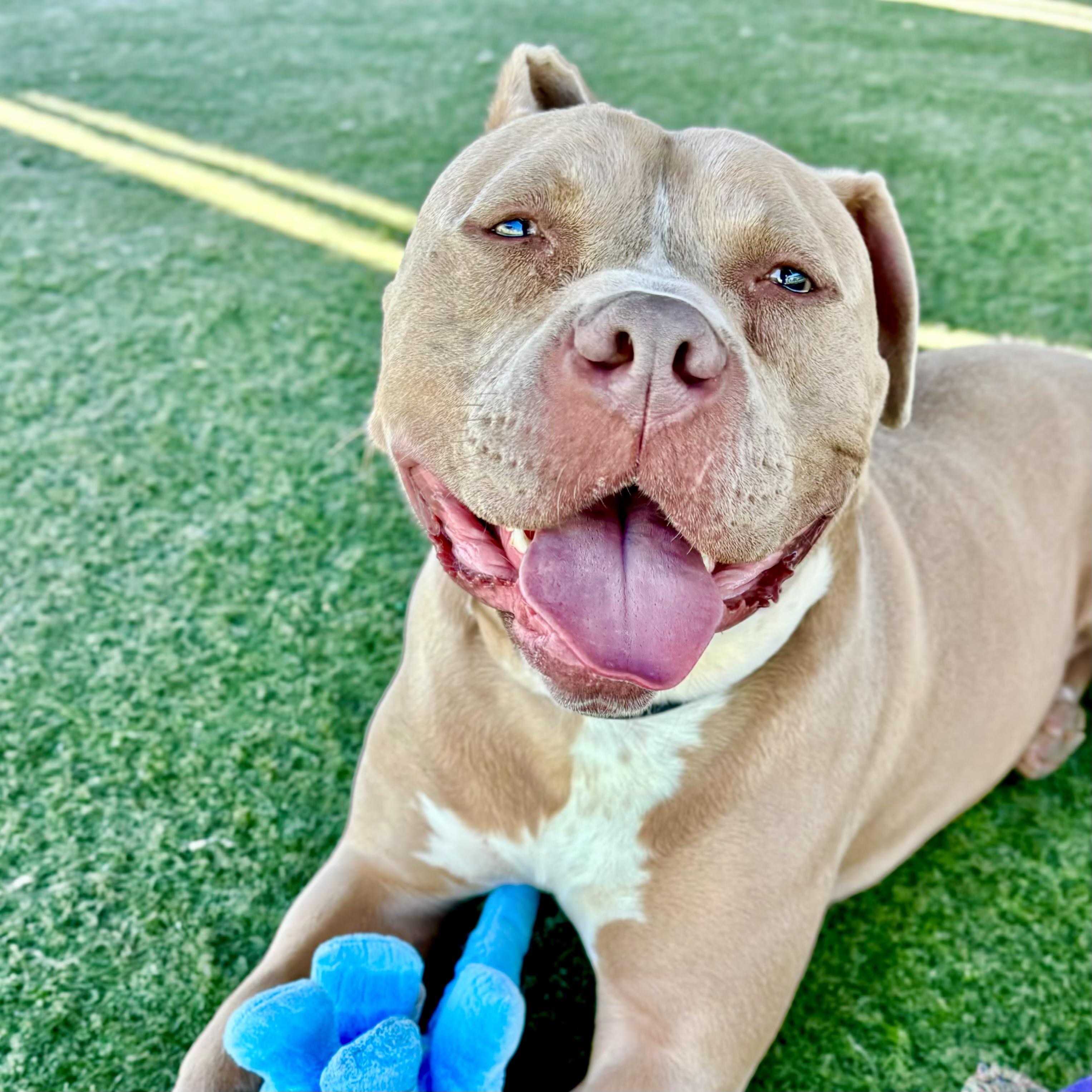 Seven -Silly, Goofy Boy Just Longing For A Connection, a Adoptable mixed breed in Santa Barbara, CA image 4/6