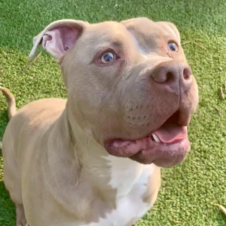 Seven -Silly, Goofy Boy Just Longing For A Connection, a Adoptable mixed breed in Santa Barbara, CA image 5/6