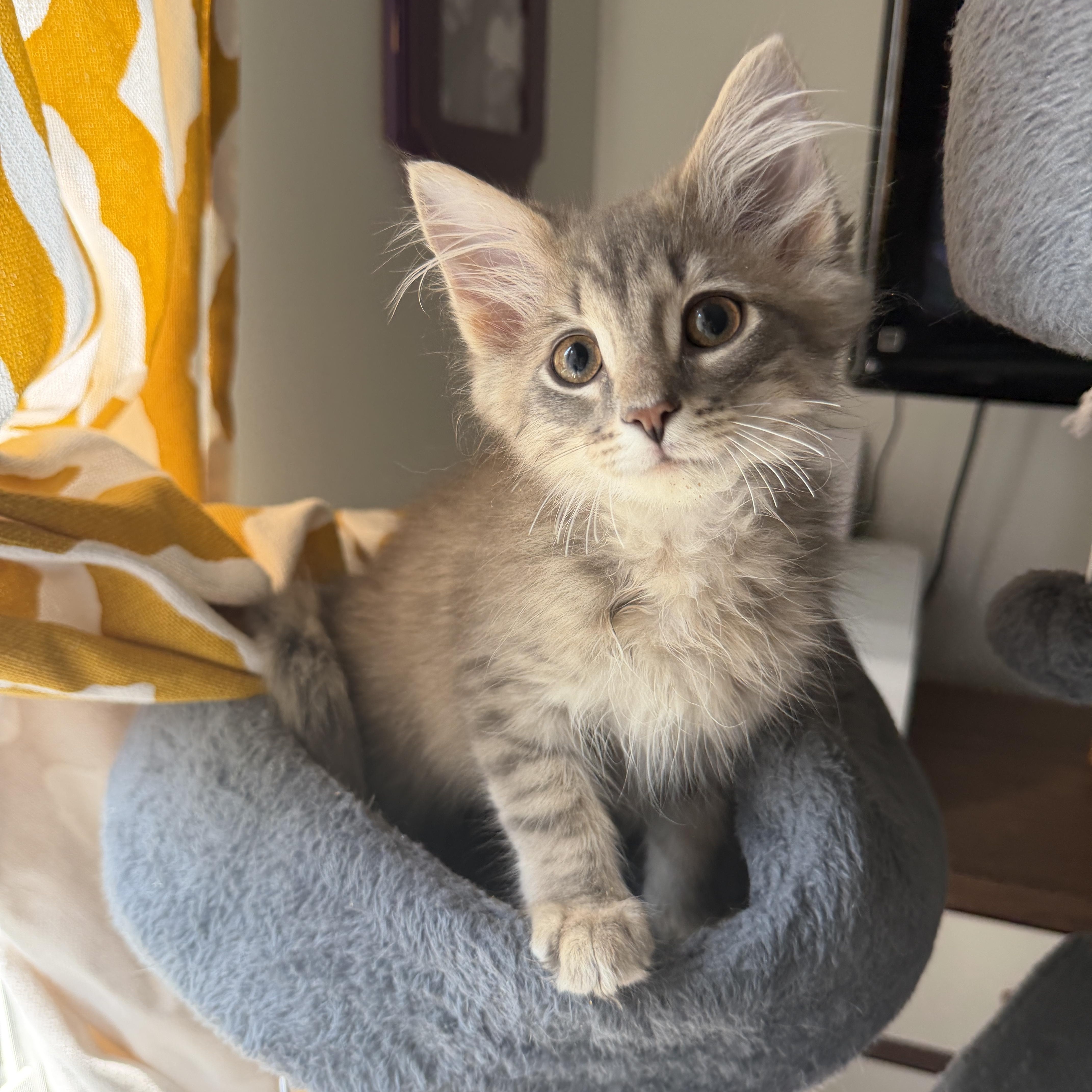 Ron (coolest cat on the block), adopted, Kitten Male Domestic Long Hair.
