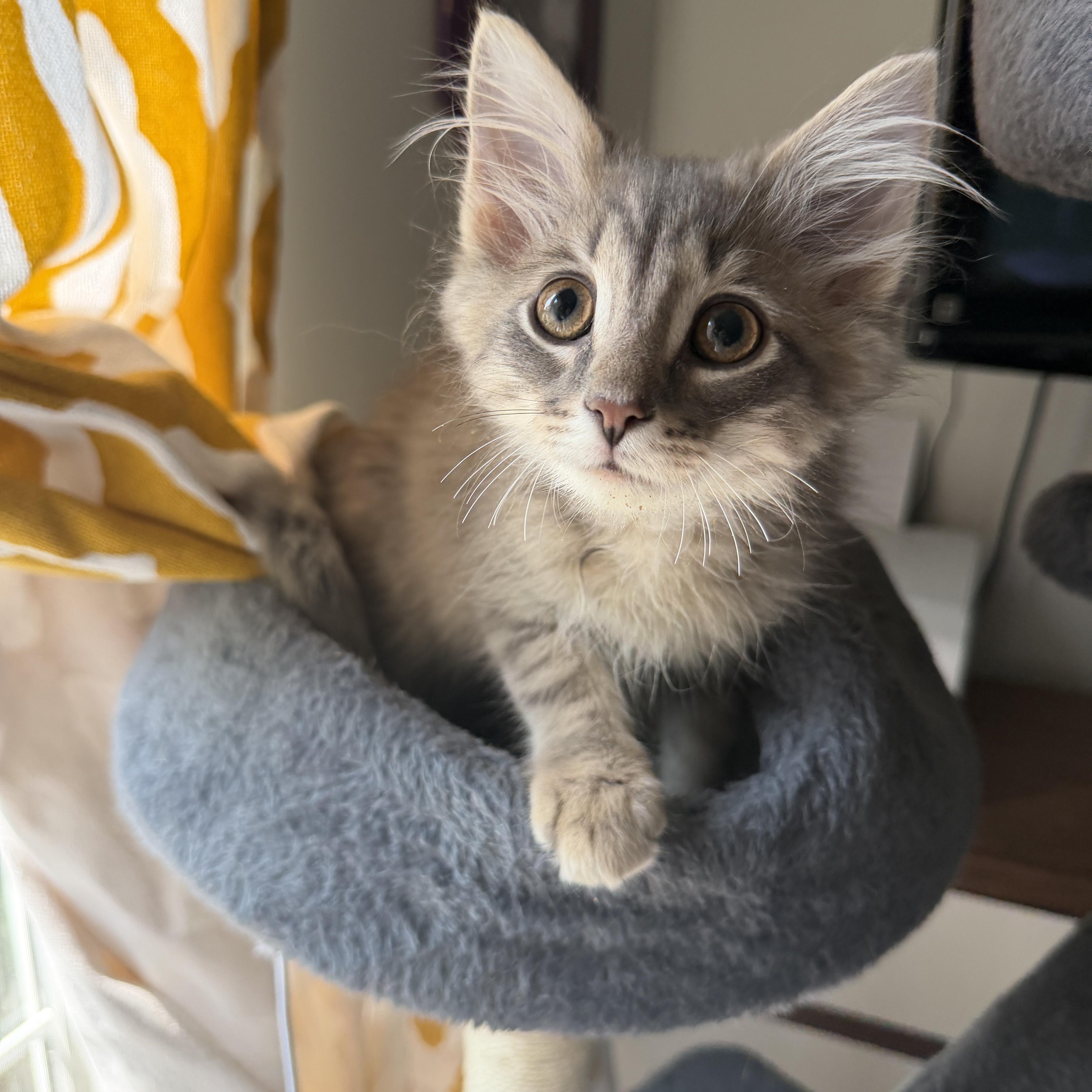 Enlarge Ron (coolest cat on the block), an adopted Domestic Long Hair in South Lyon, MI image 4/4