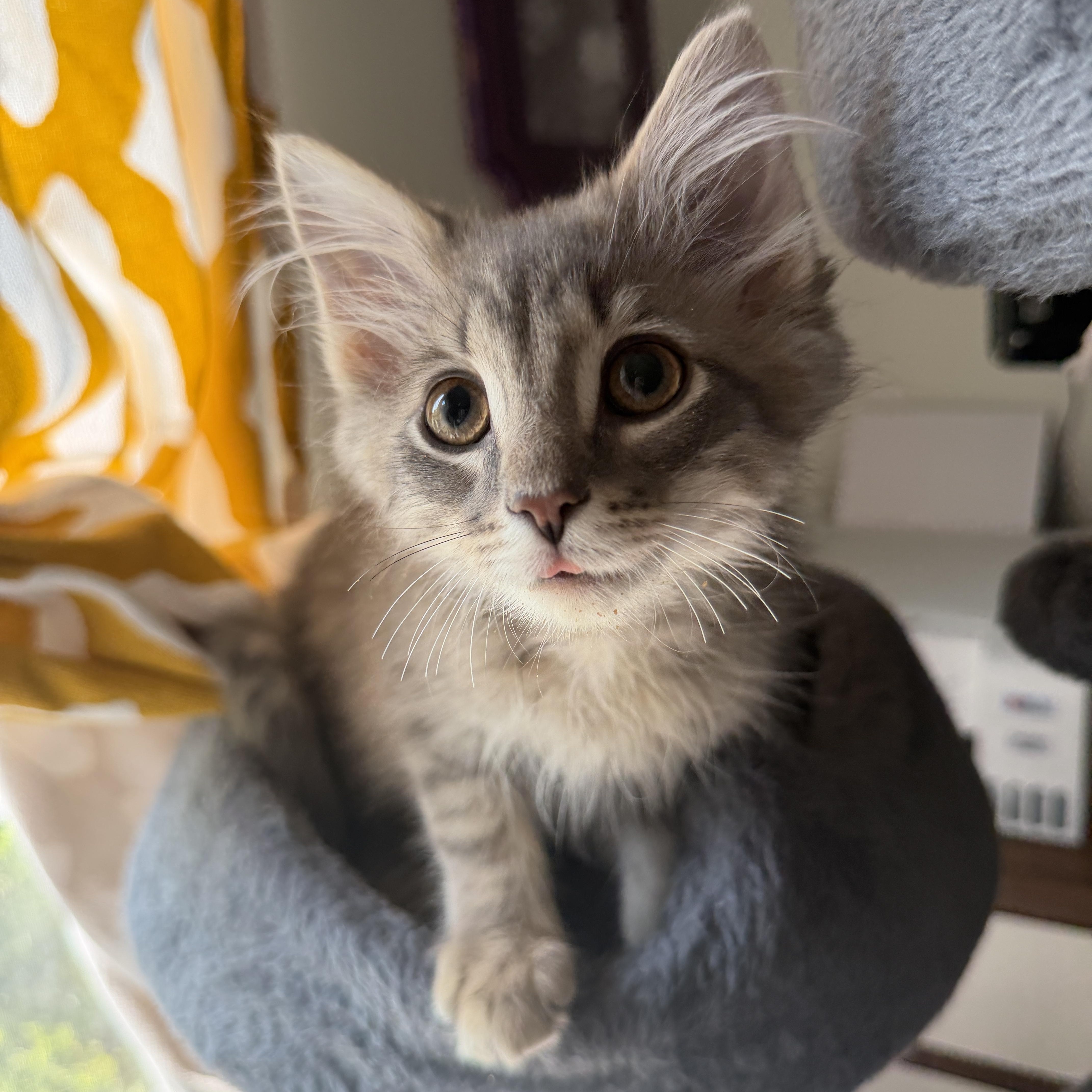 Enlarge Ron (coolest cat on the block), an adopted Domestic Long Hair in South Lyon, MI image 2/4